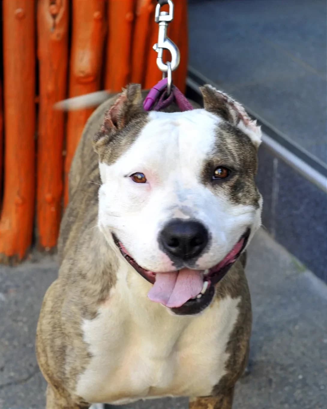 Alisa (Аліса), Mixed Breed (Happy Paw Kyiv Oblast)