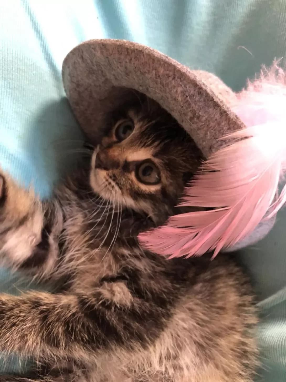 Rayan (Райан), male young Mixed Breed for adoption at Happy Paw Lviv