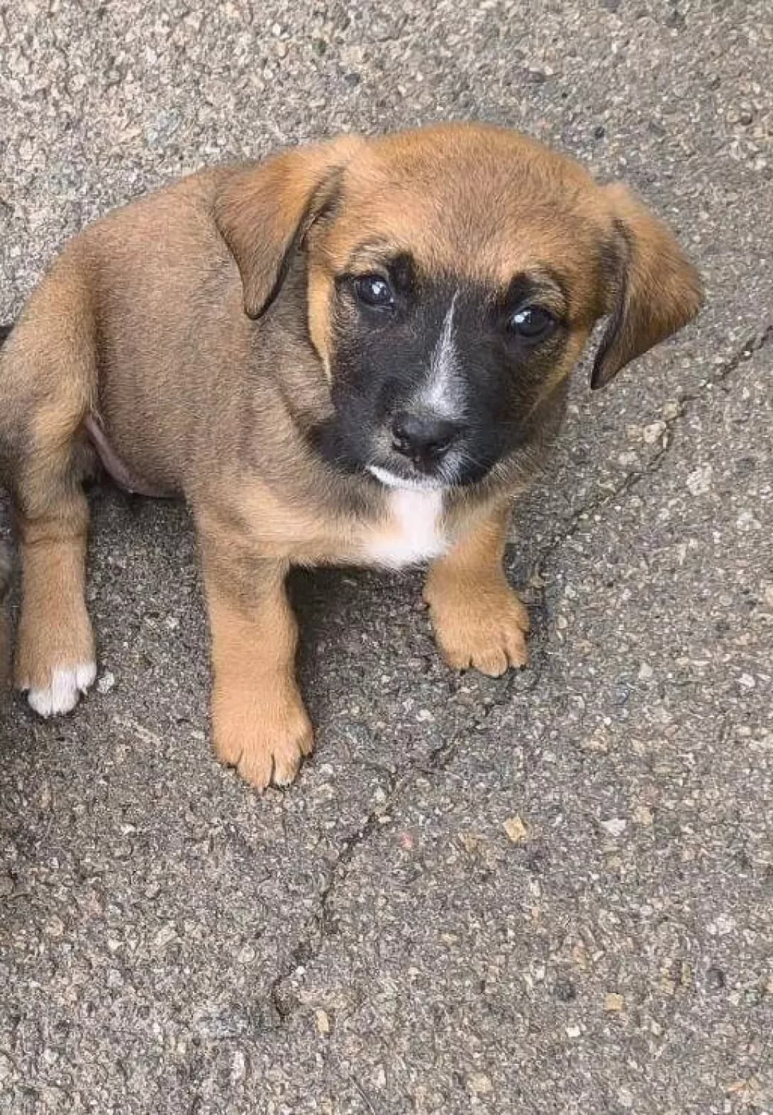 Moli (Молі), Mixed Breed (Happy Paw Kyiv Oblast)