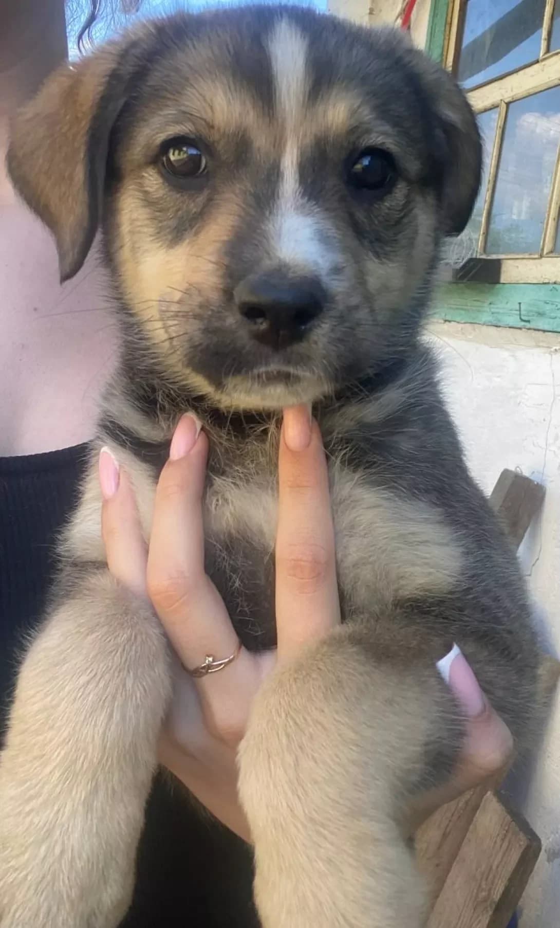 Malvina (Мальвіна), Mixed Breed (Happy Paw Kyiv Oblast)