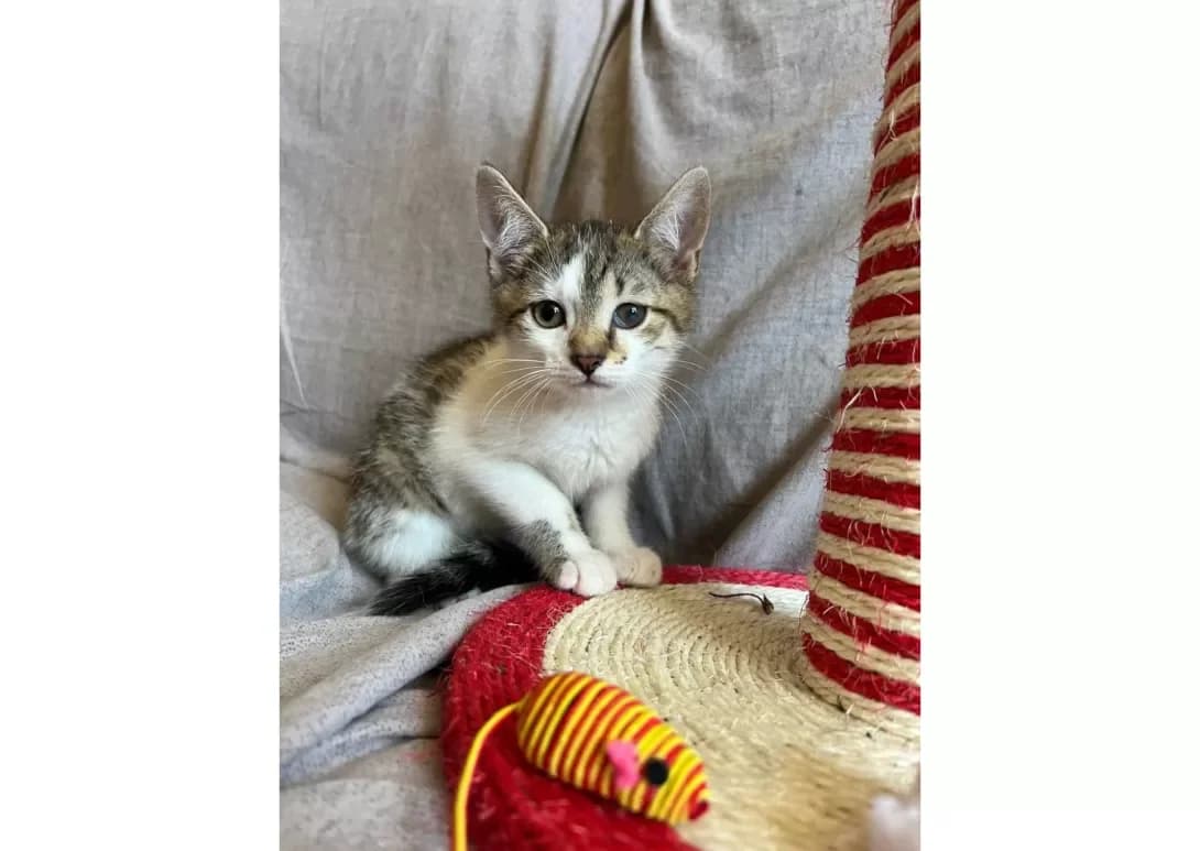 M'yatka i Mavka (М'ятка і Мавка), female young Mixed Breed for adoption at Happy Paw Kyiv