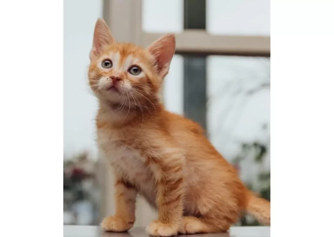 Sanni (Санні), male young Mixed Breed for adoption at Happy Paw Kyiv