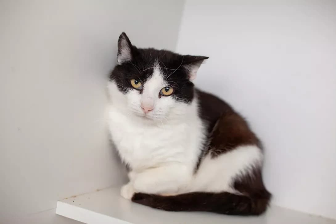Katyukh (Катюх), male 5yo Mixed Breed for adoption at Happy Paw Kyiv