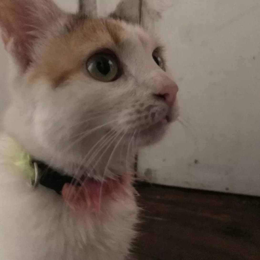 Marta (Марта), female 6yo Mixed Breed for adoption at Happy Paw Kyiv