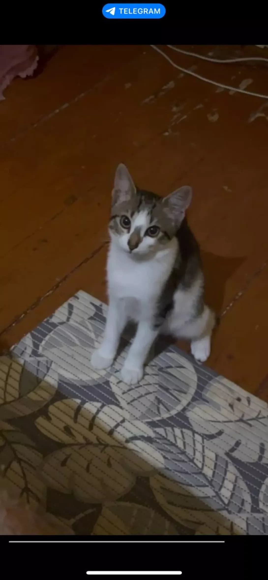 knopa (кнопа), female young Mixed Breed for adoption at Happy Paw Rivne Oblast