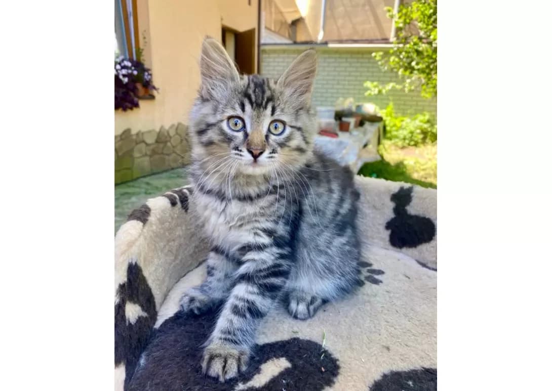 Koshenyata (Кошенята), male young Mixed Breed for adoption at Happy Paw Kyiv