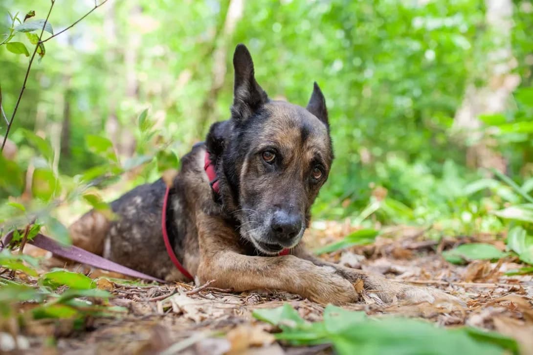 Motsart (Моцарт), male senior Mixed Breed for adoption at Happy Paw Kyiv