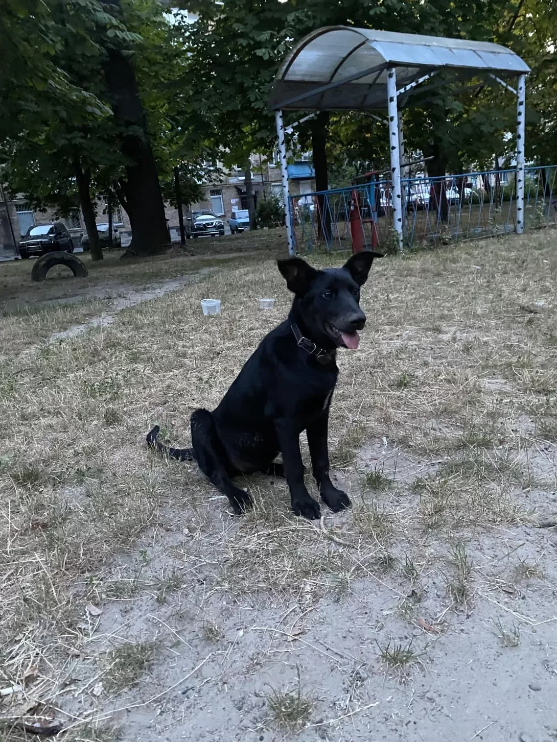 Dori (Дорі), Mixed Breed (Happy Paw Kyiv Oblast)