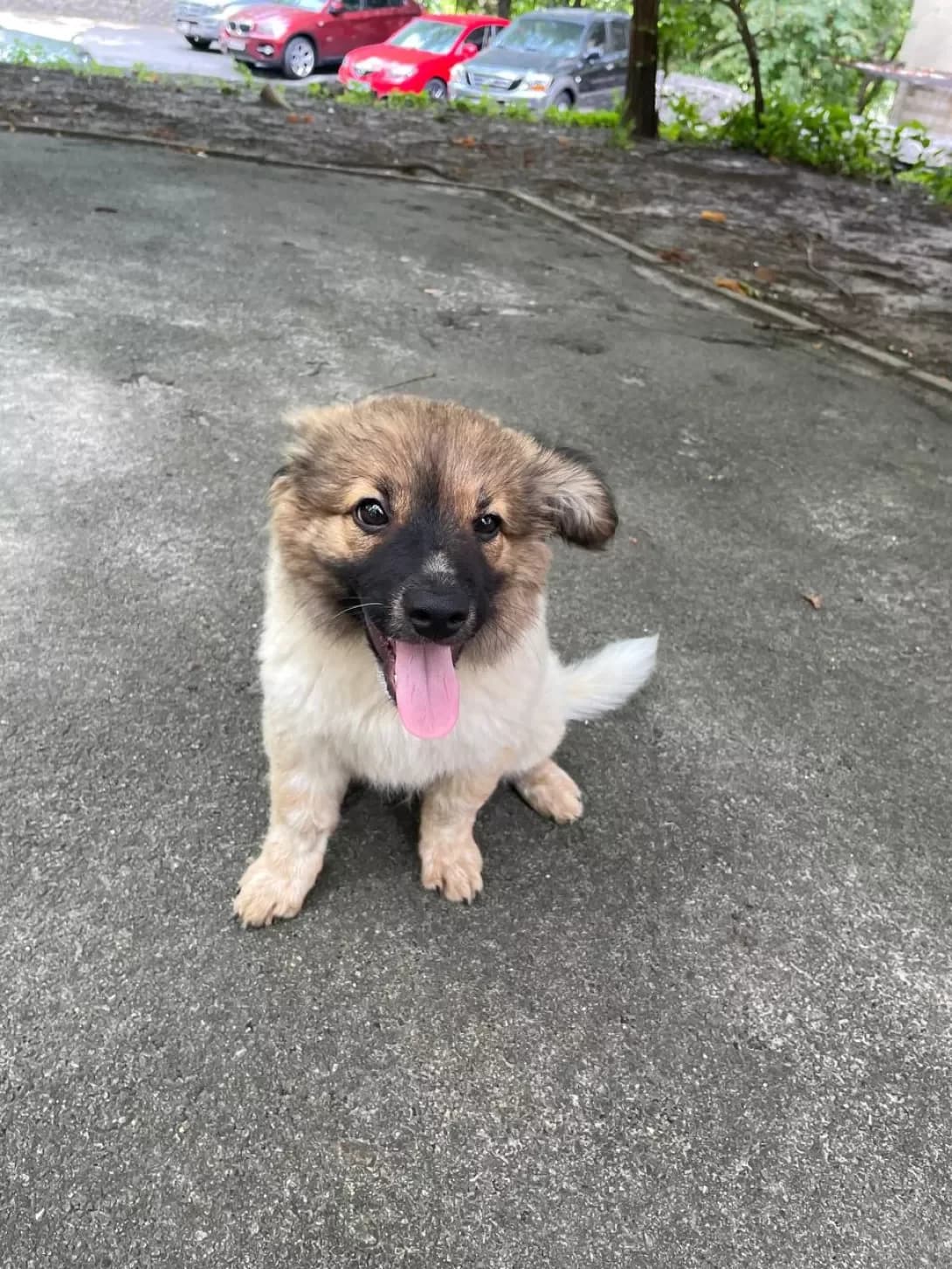 Malyuk (Малюк), male young Mixed Breed for adoption at Happy Paw Kyiv