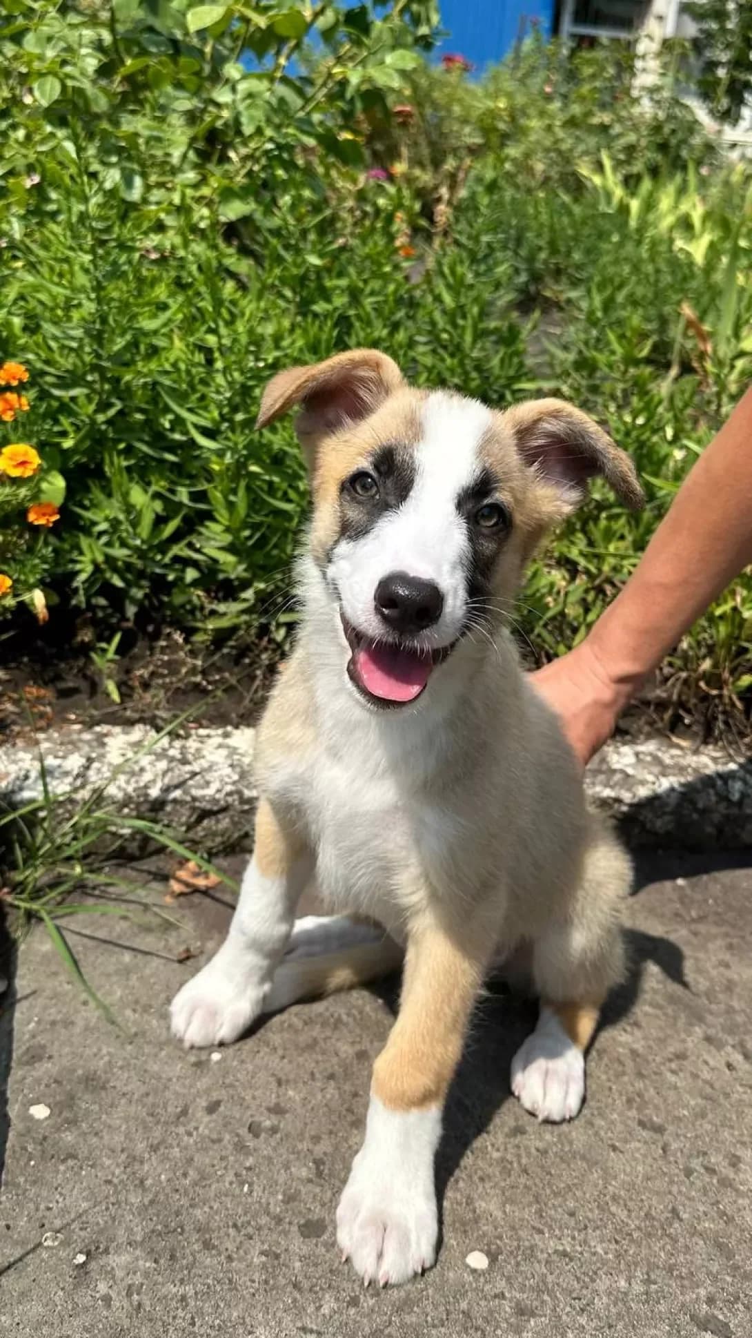 Tsutsenyata (Цуценята), male young Mixed Breed for adoption at Happy Paw Kyiv