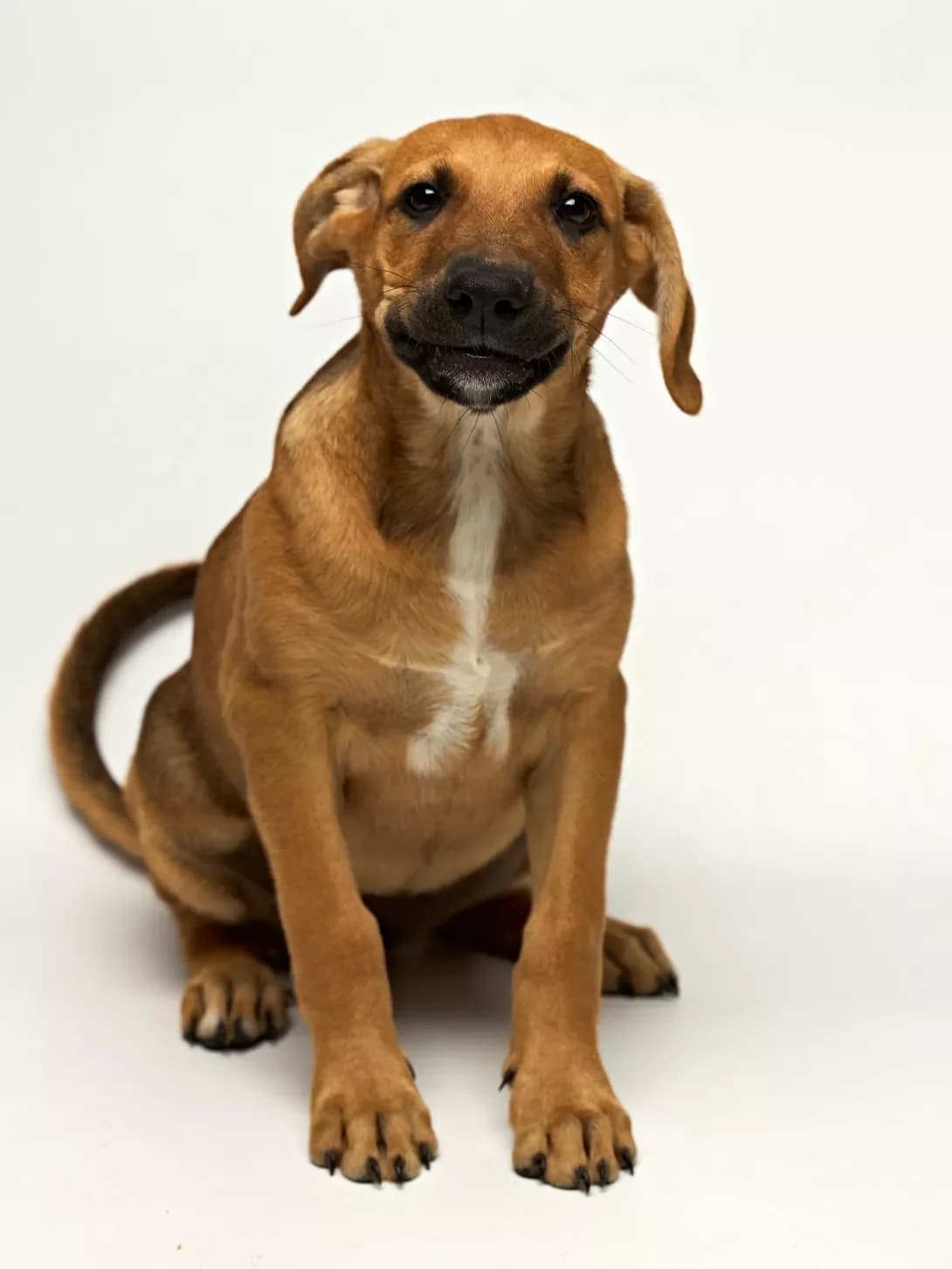 Roze (Розе), Mixed Breed (Happy Paw Kyiv Oblast)
