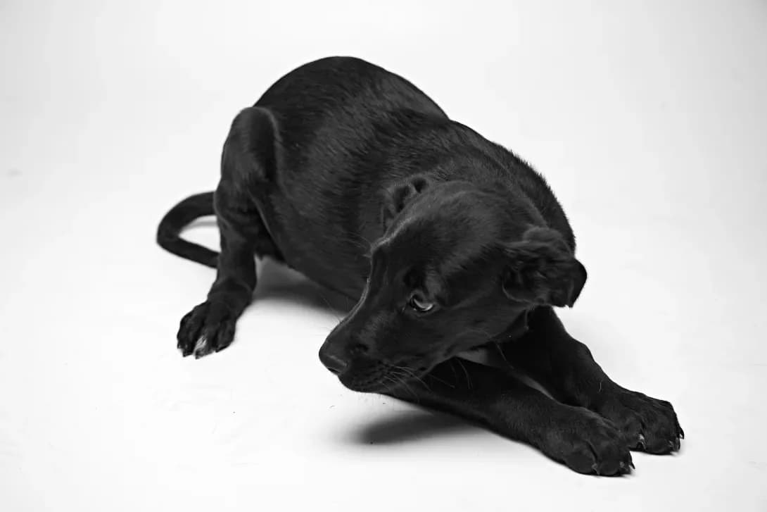 Prosya (Прося), female young Mixed Breed for adoption at Happy Paw Kyiv