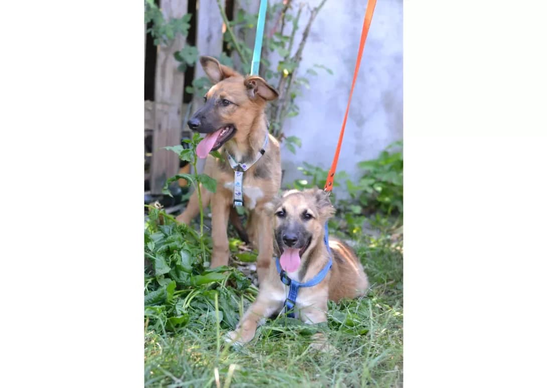 Dina i Dana (Діна і Дана), female young Mixed Breed for adoption at Happy Paw Kyiv