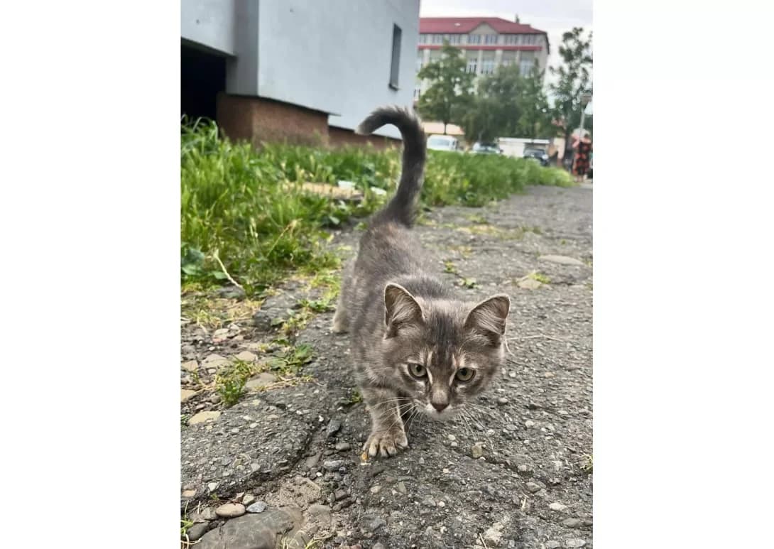 Divchinka (Дівчинка), female young Mixed Breed for adoption at Happy Paw Lviv