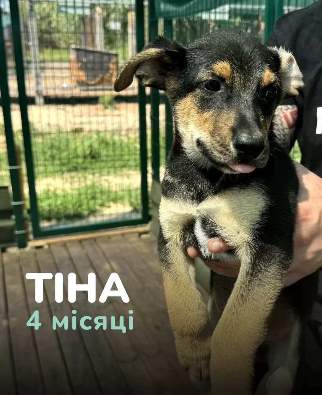 Tina (Тіна), Mixed Breed (Happy Paw Kyiv Oblast)