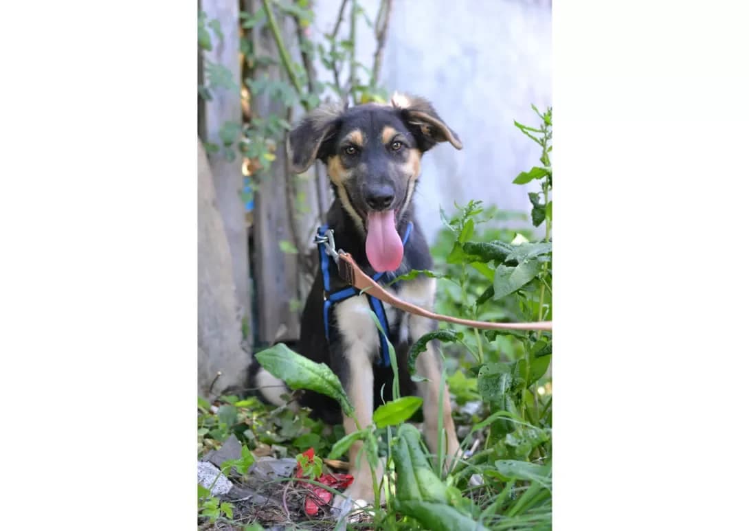 Den (Ден), male young Mixed Breed for adoption at Happy Paw Kyiv