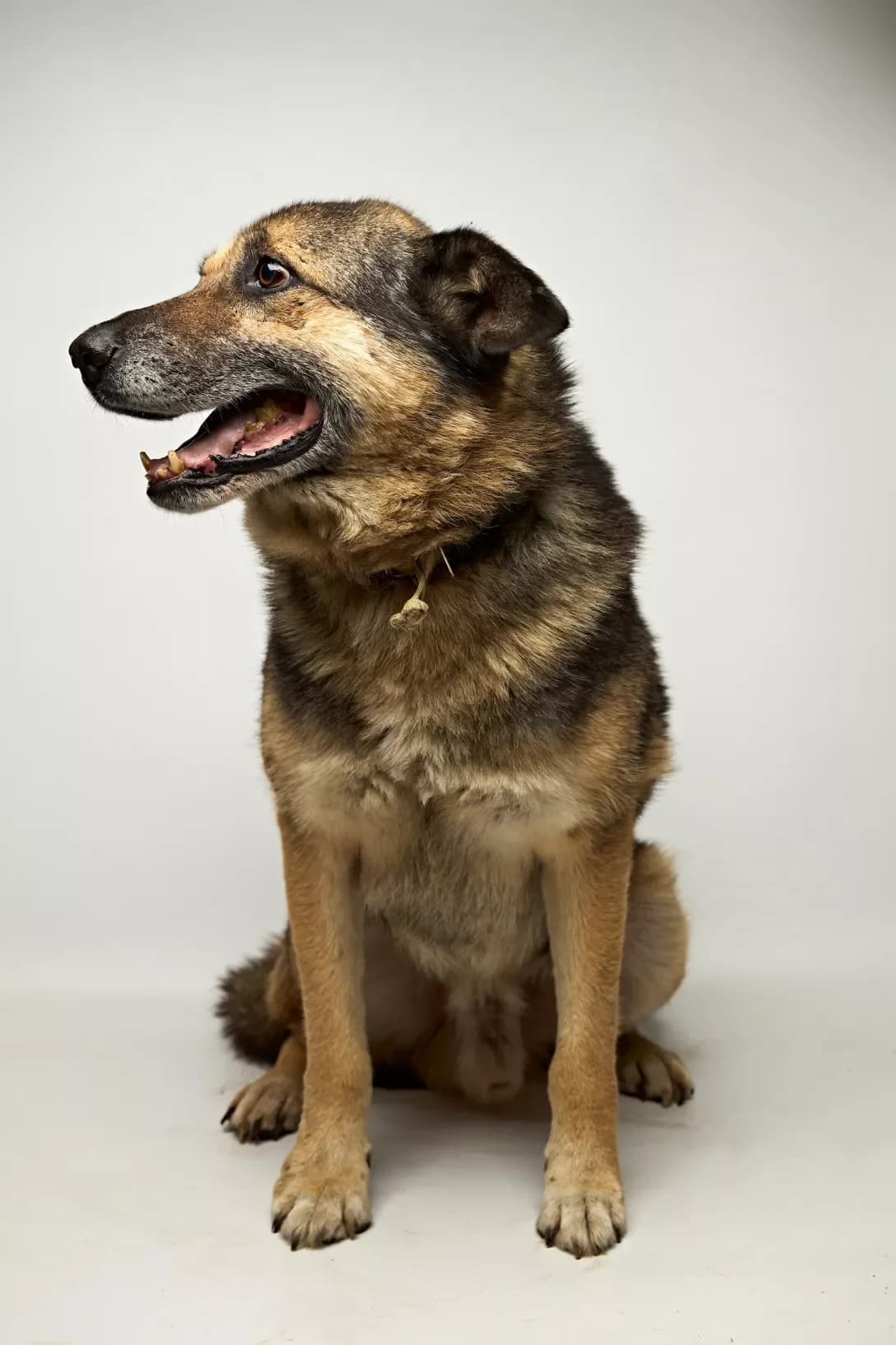 Druzhok (Дружок), male 7yo Mixed Breed for adoption at Happy Paw Kyiv