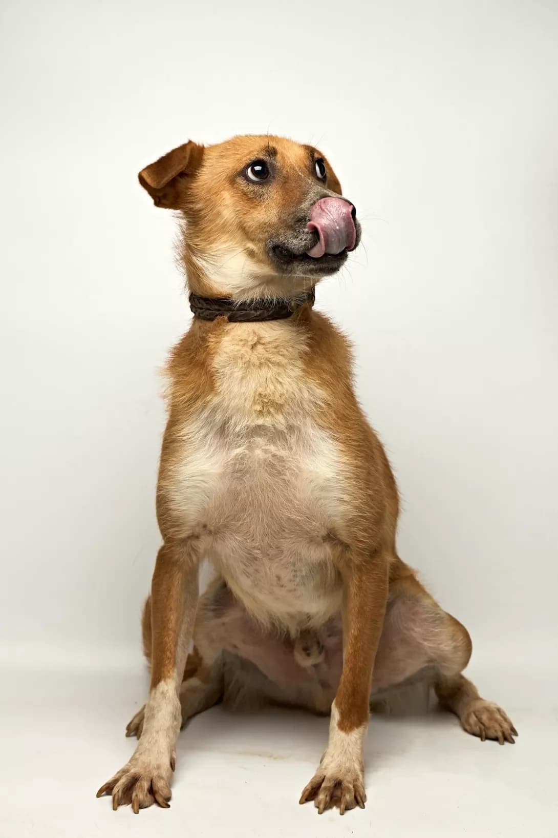 Kattan (Каттан), male 5yo Mixed Breed for adoption at Happy Paw Kyiv