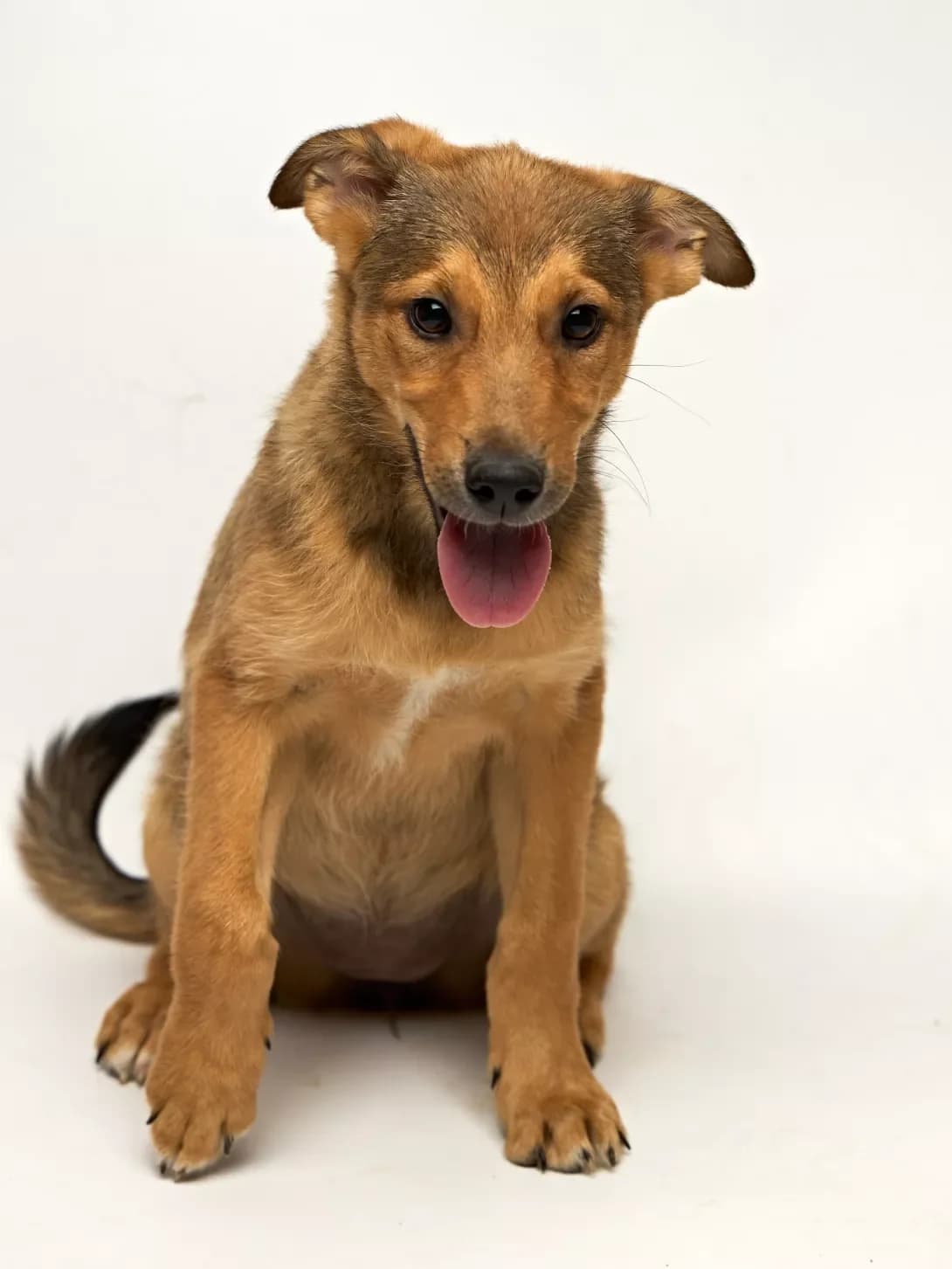 Lolik (Льолік), male young Mixed Breed for adoption at Happy Paw Kyiv
