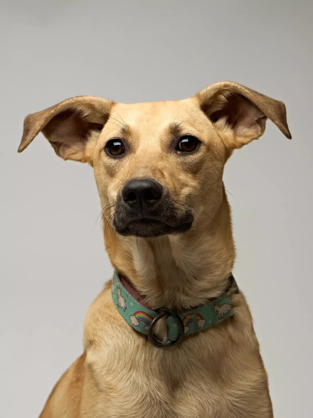 Lord (Лорд), male 3yo Mixed Breed for adoption at Happy Paw Kyiv