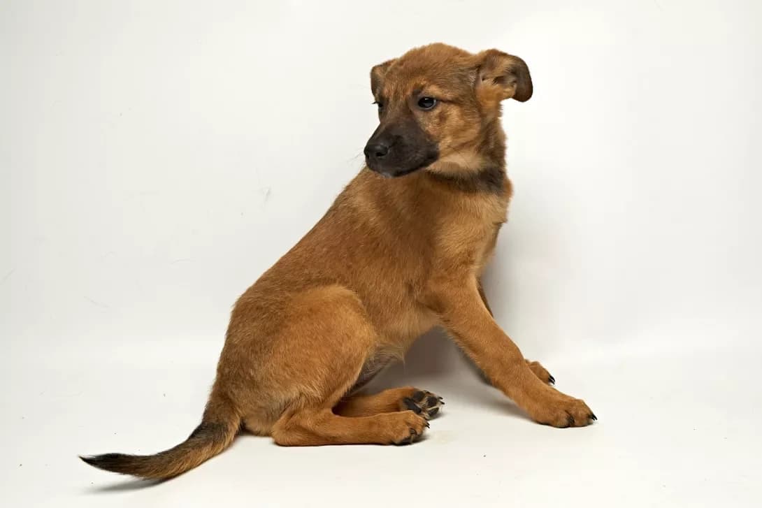 Polunichka (Полуничка), female young Mixed Breed for adoption at Happy Paw Kyiv