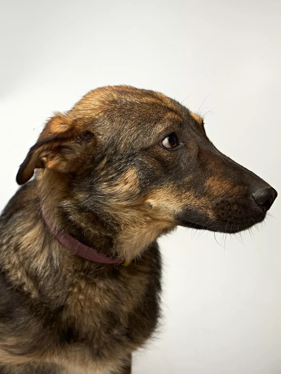 Rayan (Раян), male 5yo Mixed Breed for adoption at Happy Paw Kyiv