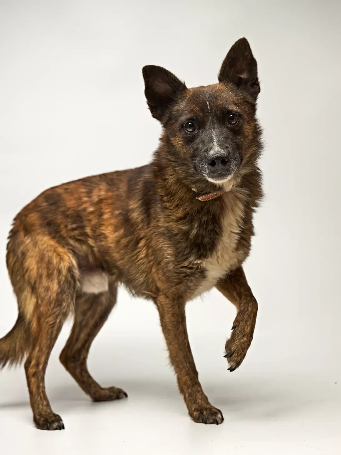 Roksik (Роксік), male young Mixed Breed for adoption at Happy Paw Kyiv