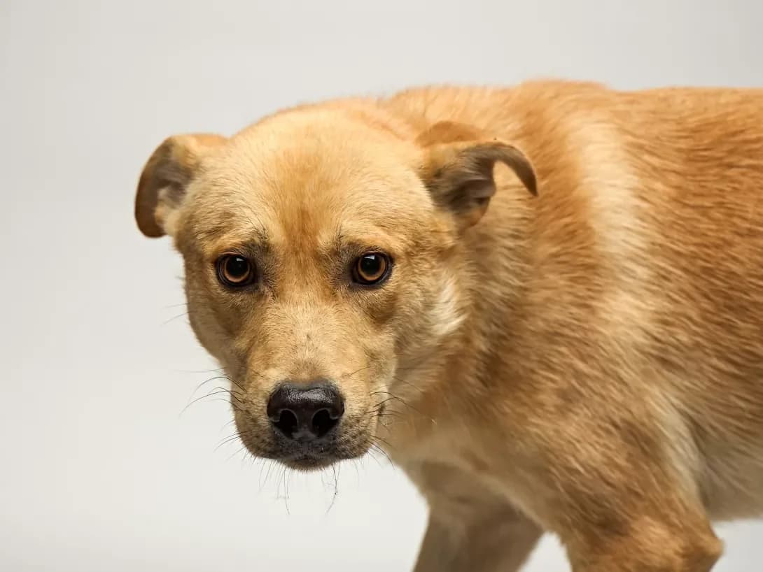 Sanni (Санні), male 3yo Mixed Breed for adoption at Happy Paw Kyiv