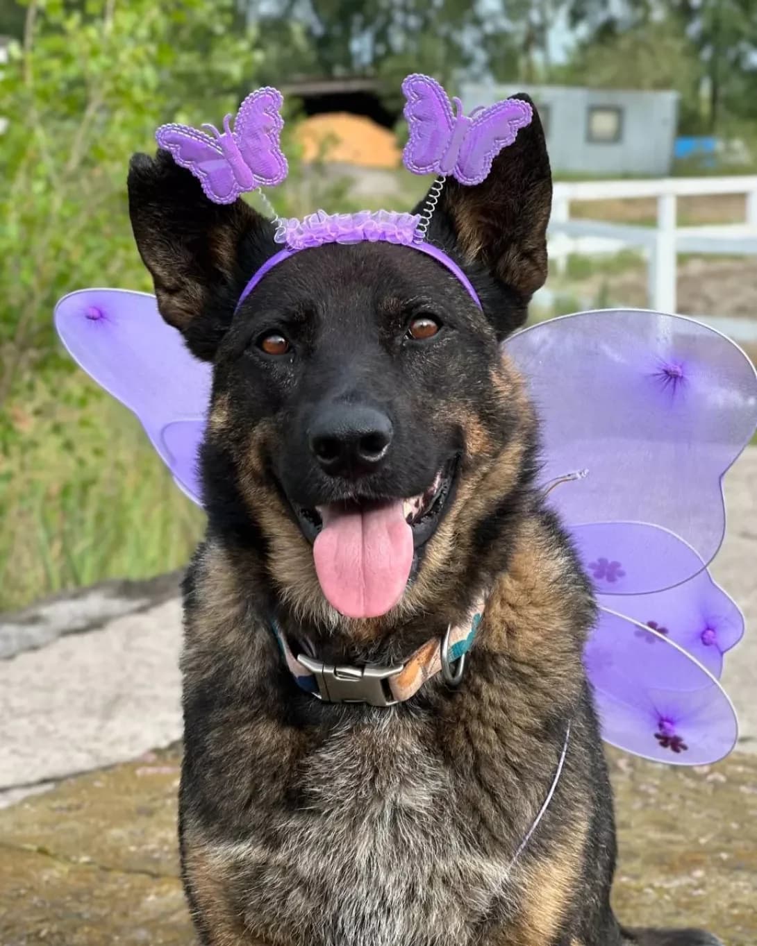 Mukha (Муха), female 5yo Mixed Breed for adoption at Happy Paw Kyiv