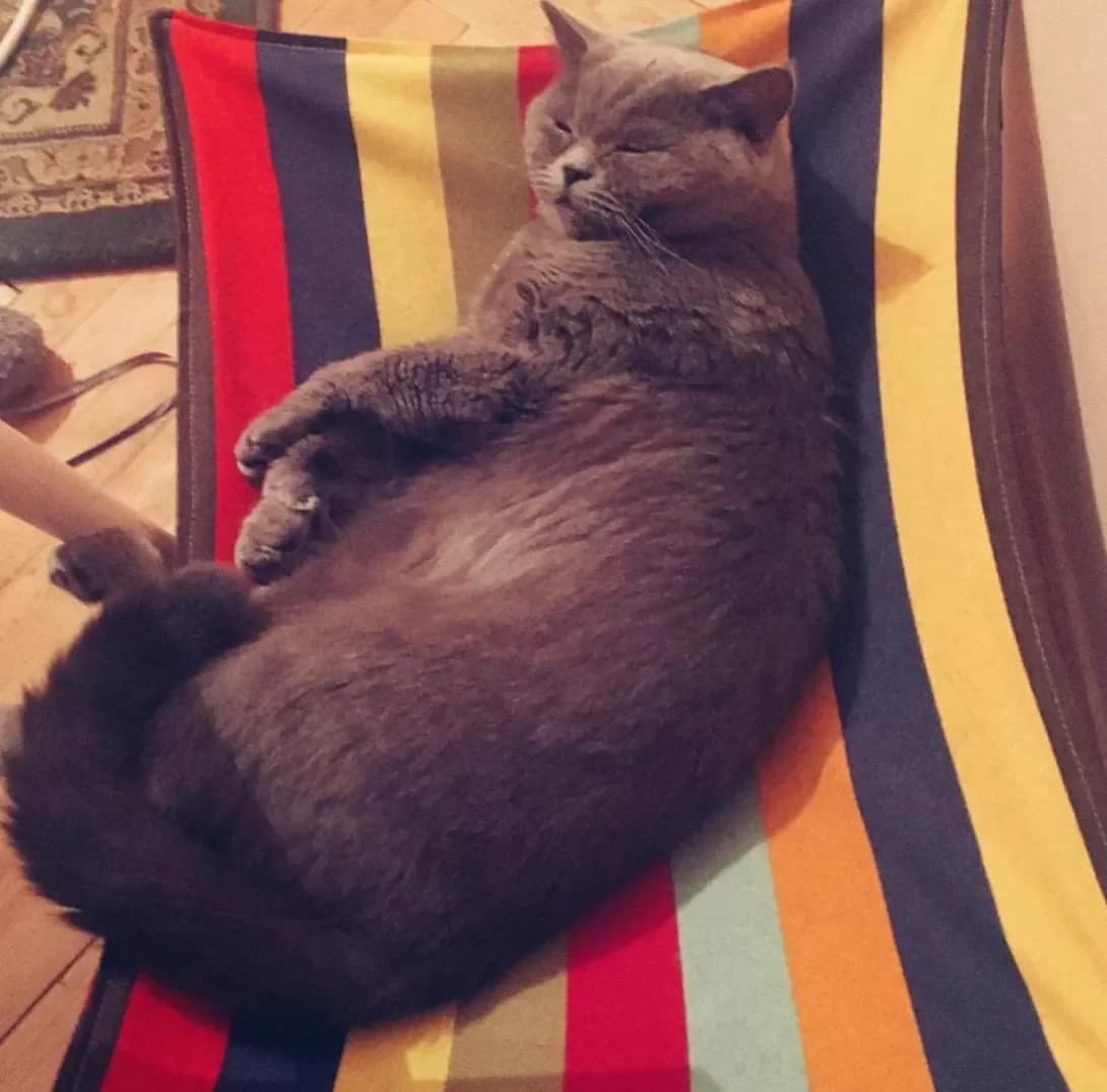 Shanya (Шаня), female senior Mixed Breed for adoption at Happy Paw Lviv