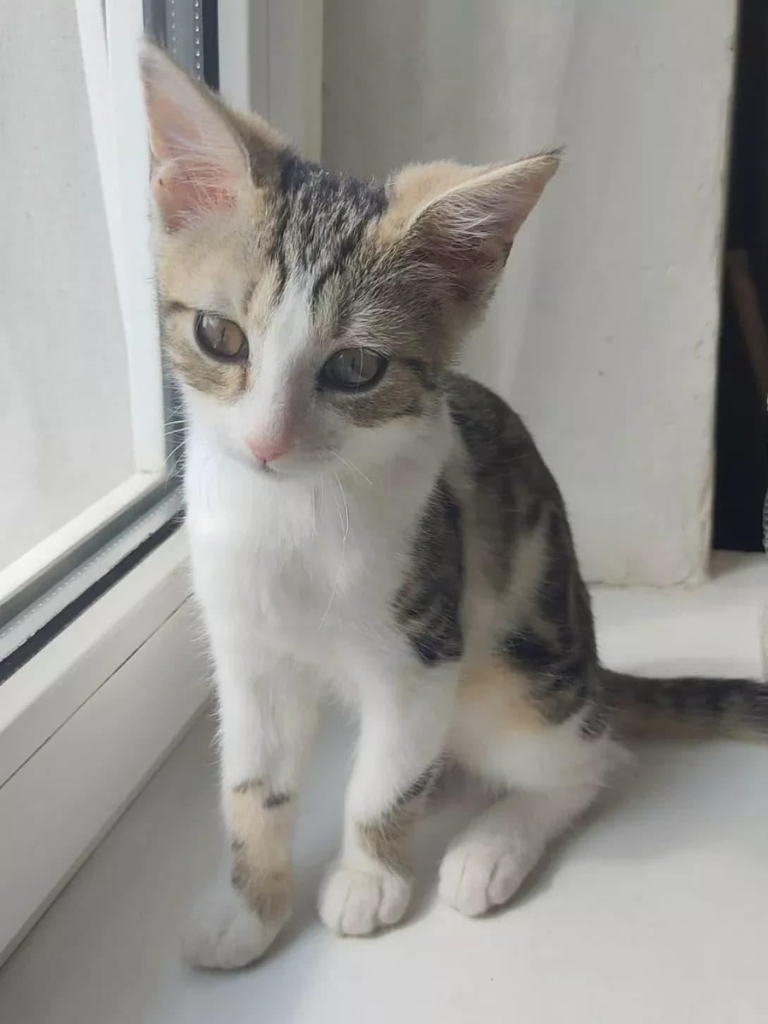 Mila (Міла), Mixed Breed (Happy Paw Kharkiv)