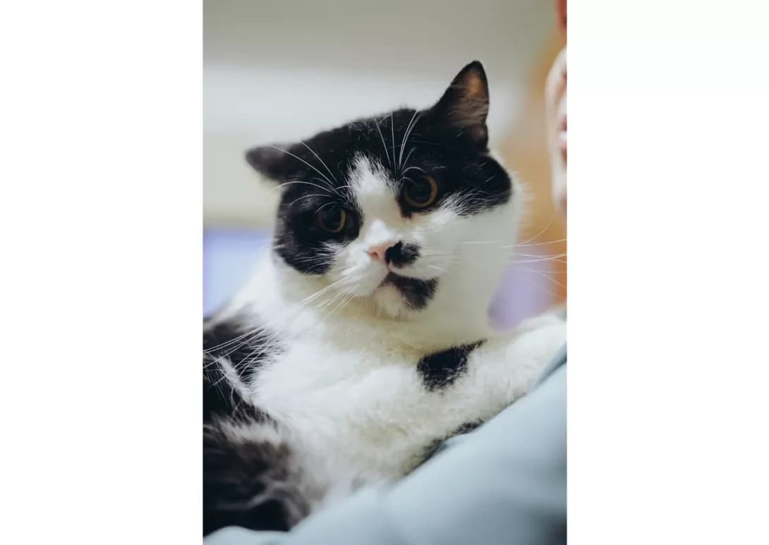 Baksik (Баксик), male 6yo Mixed Breed for adoption at Happy Paw Kyiv