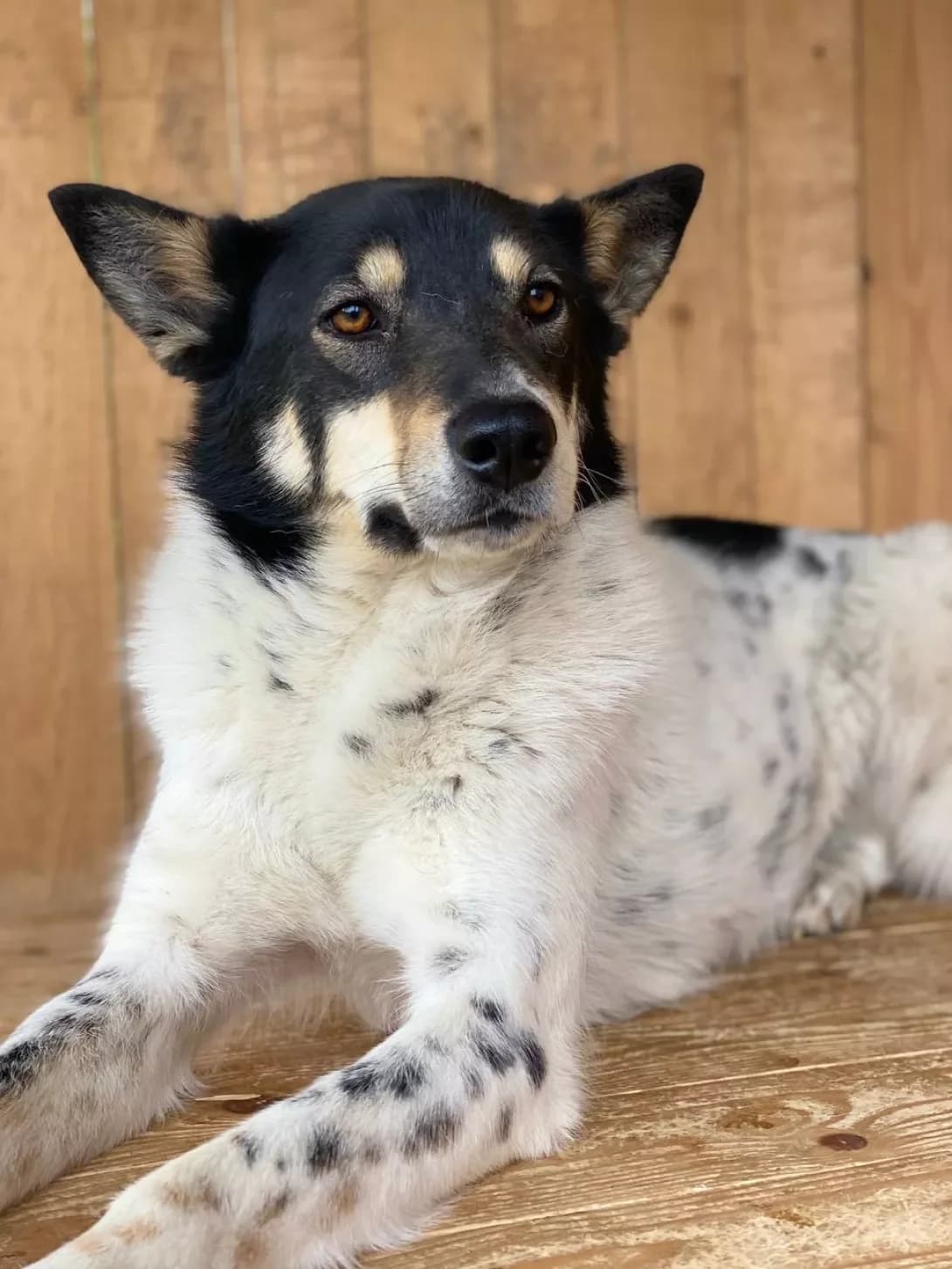 Igor (Ігор), male 6yo Mixed Breed for adoption at Happy Paw Ternopil Oblast