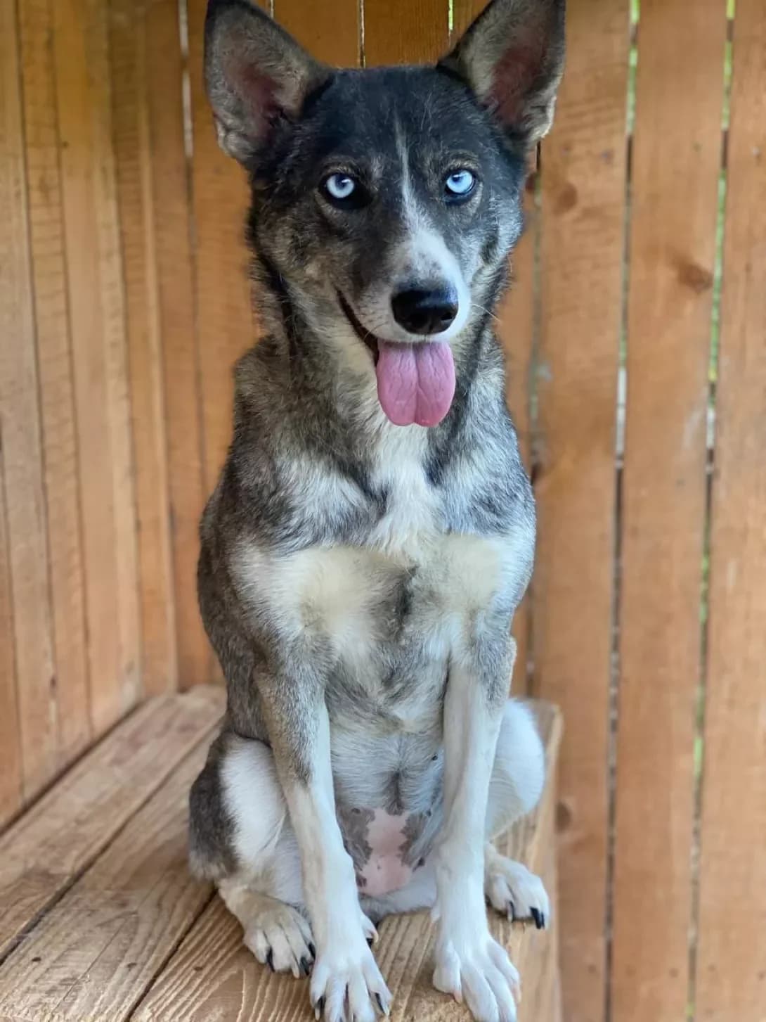 Skay (Скай), female 4yo Mixed Breed for adoption at Happy Paw Ternopil Oblast