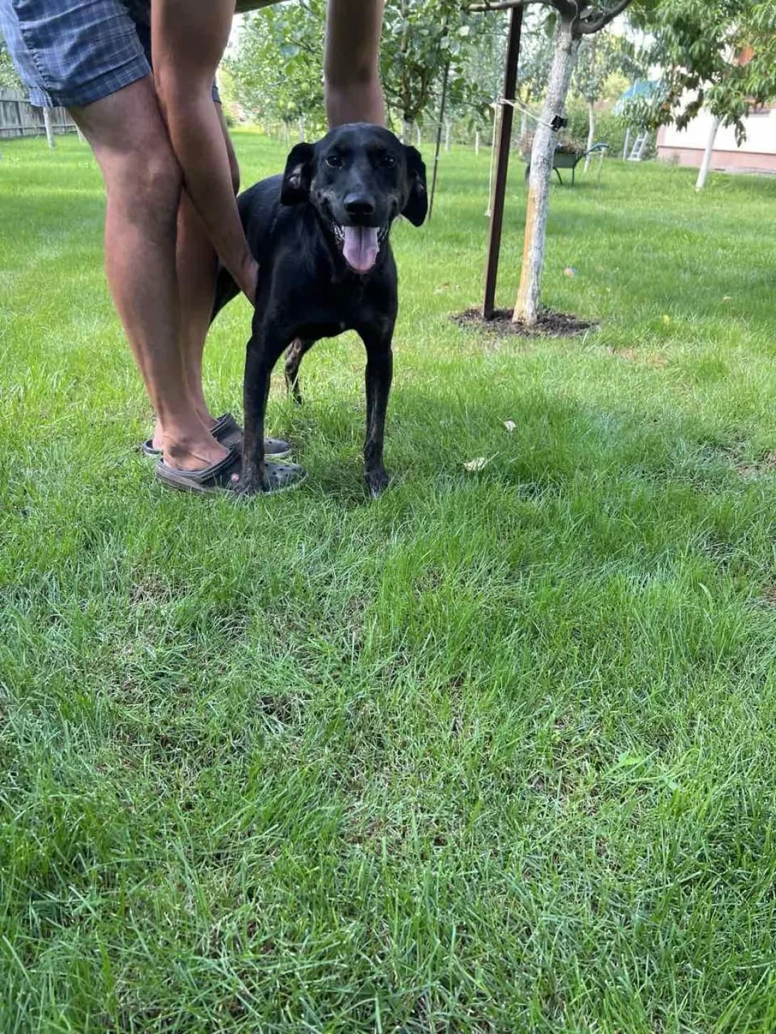 Bim (Бім), Mixed Breed (Happy Paw Kyiv Oblast)