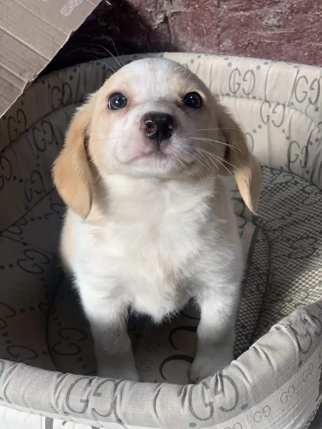 Miya (Мія), female young Mixed Breed for adoption at Happy Paw Chernivtsi Oblast