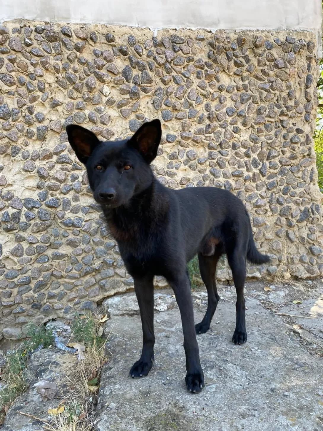 Dzhek (Джек), male 3yo Mixed Breed for adoption at Happy Paw Odesa