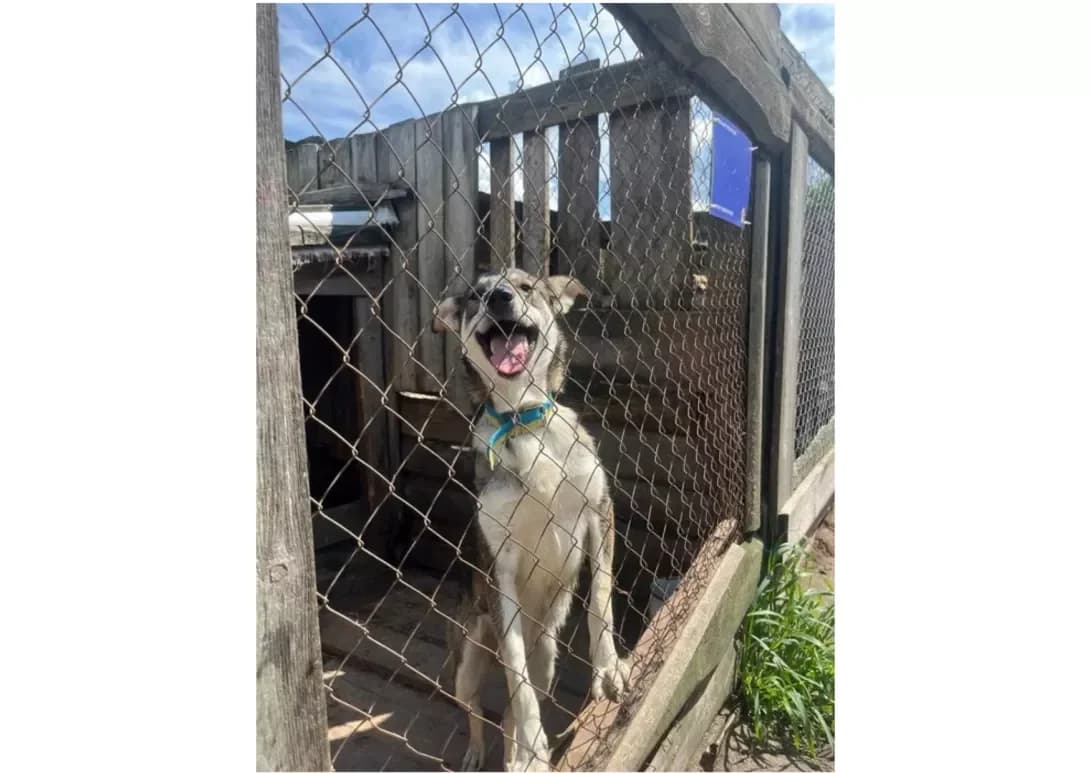 Bim (Бім), male 3yo Mixed Breed for adoption at Happy Paw Kyiv