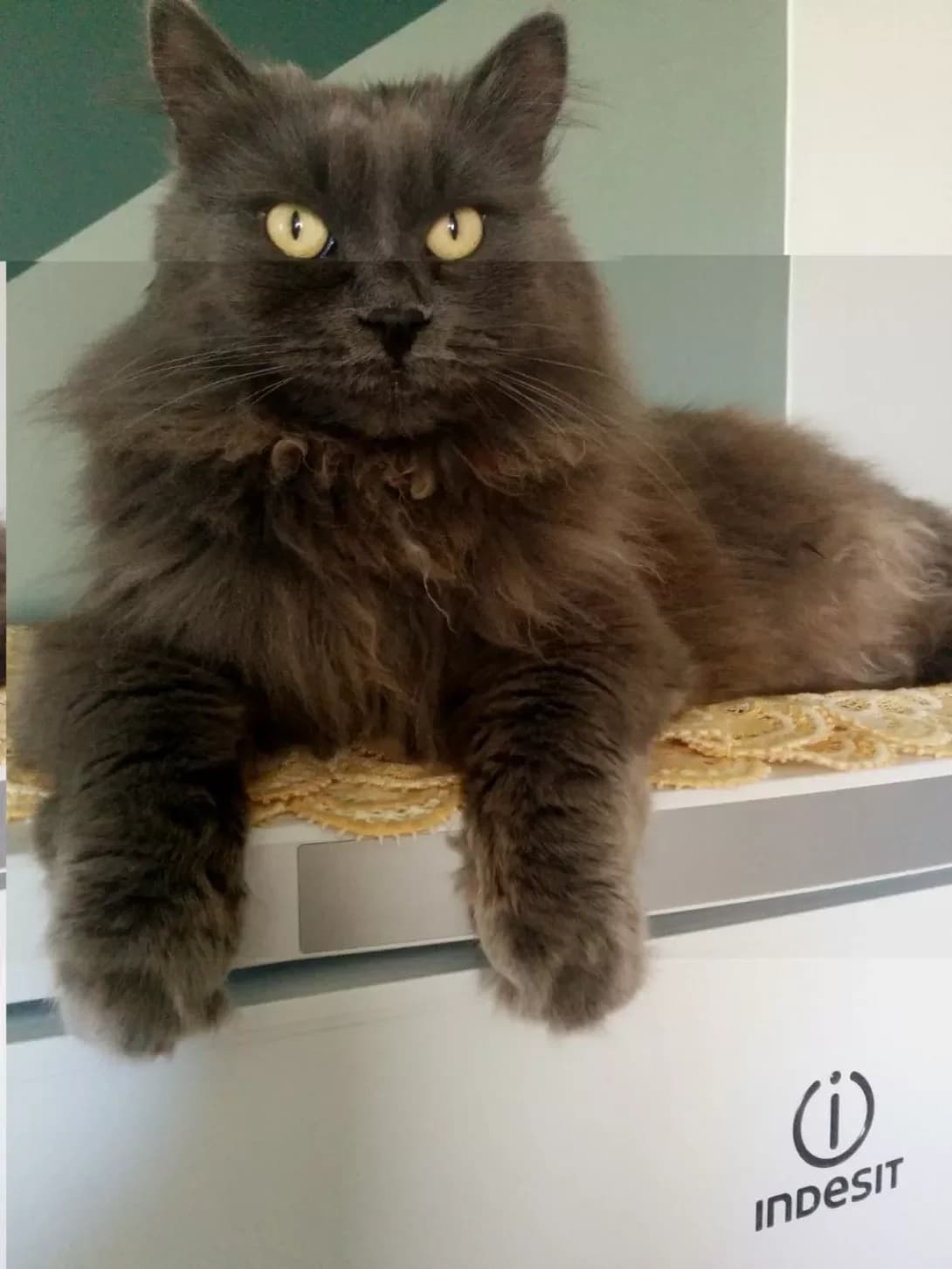 Matvey (Матвей), Mixed Breed (Happy Paw Kyiv Oblast)