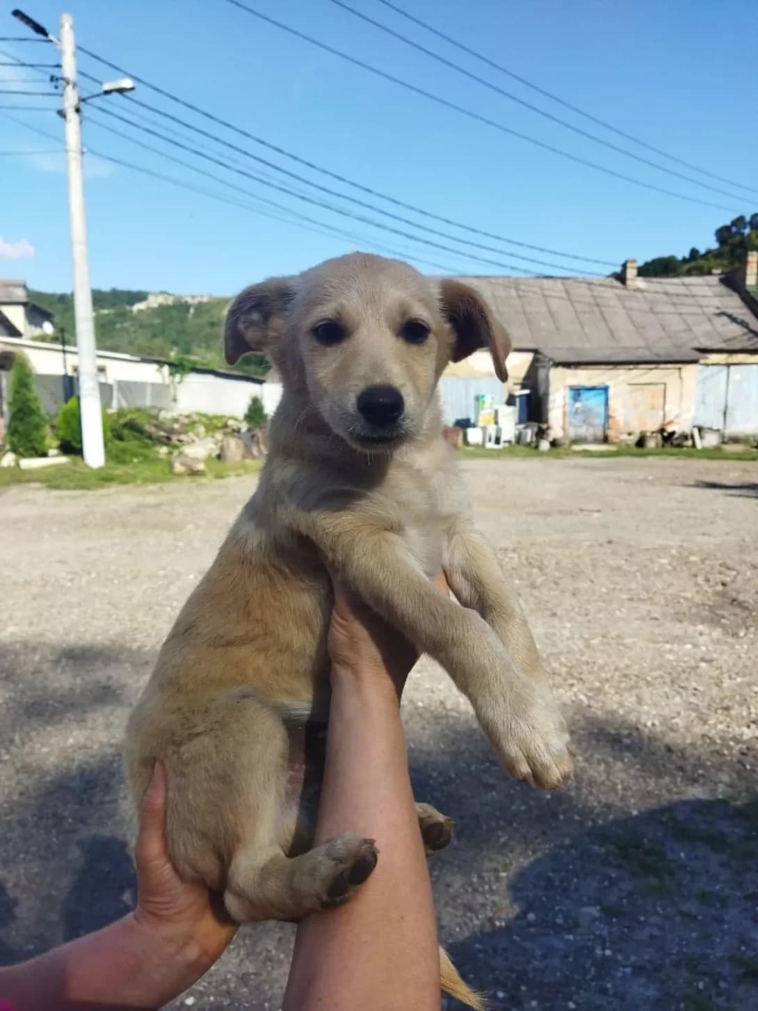 Otis (Отіс), male young Mixed Breed for adoption at Happy Paw Ternopil Oblast