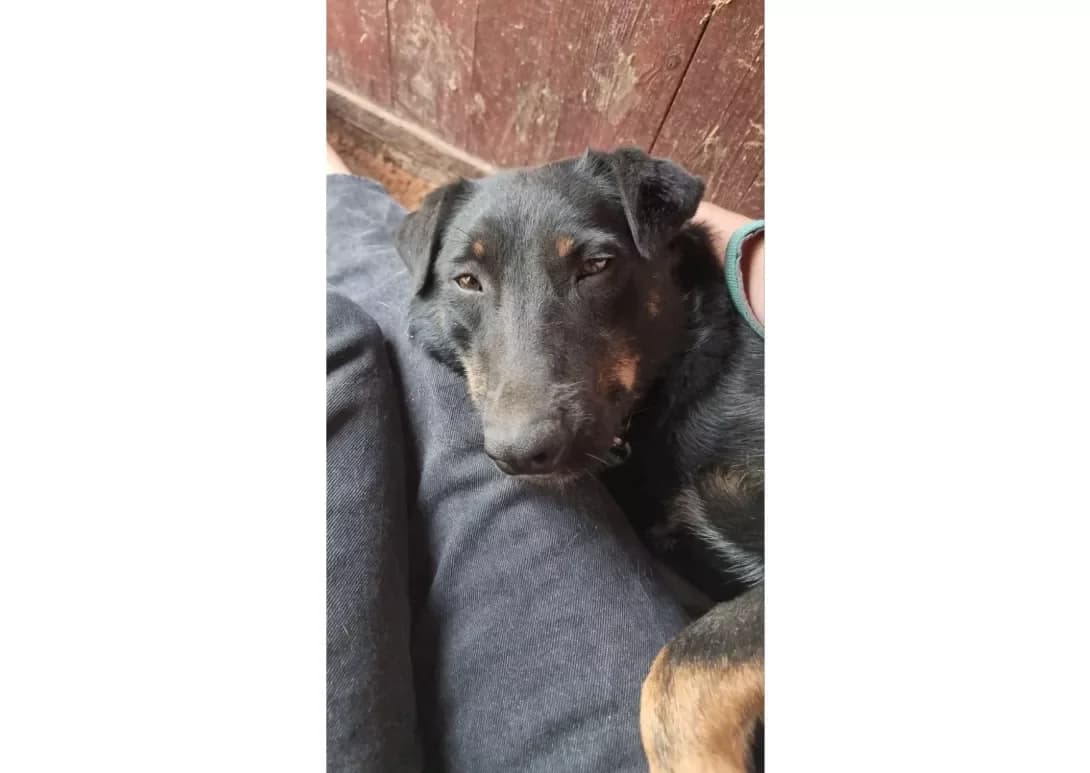 Limon (Лимон), male 5yo Mixed Breed for adoption at Happy Paw Kyiv