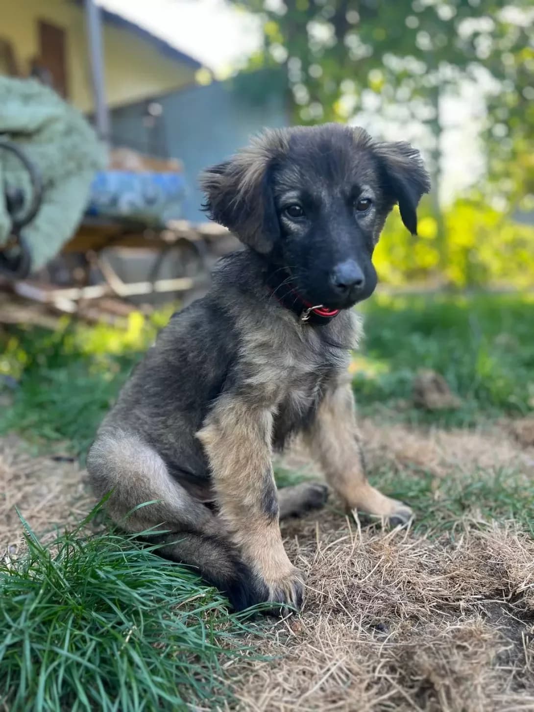Busya (Буся), Mixed Breed (Happy Paw Kyiv Oblast)
