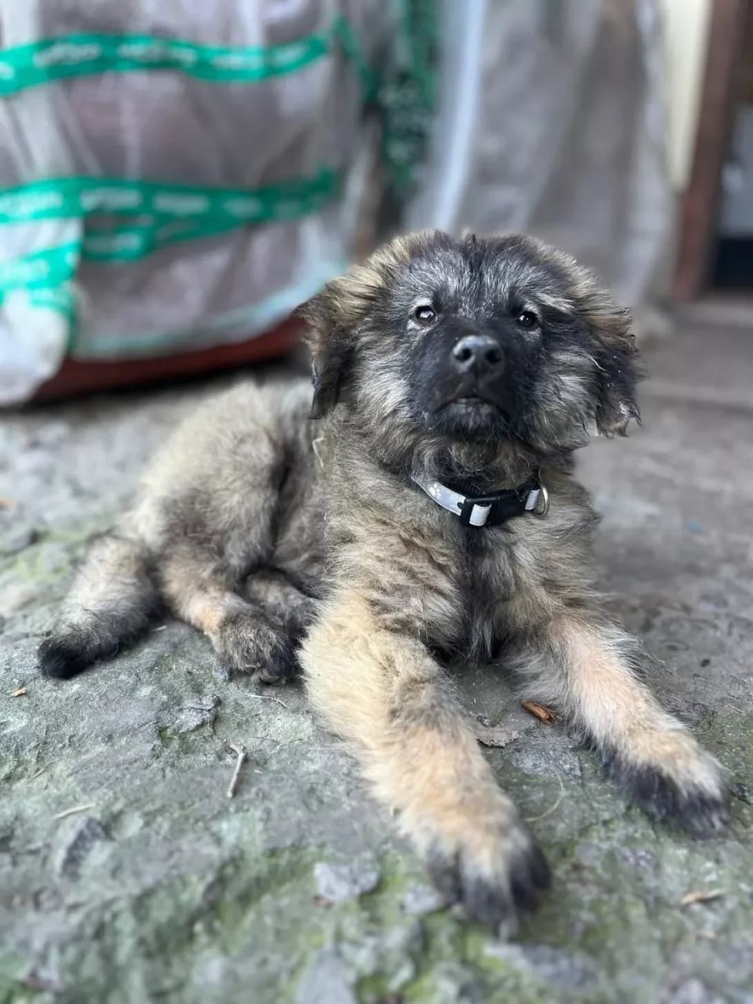 Butus (Бутус), Mixed Breed (Happy Paw Kyiv Oblast)
