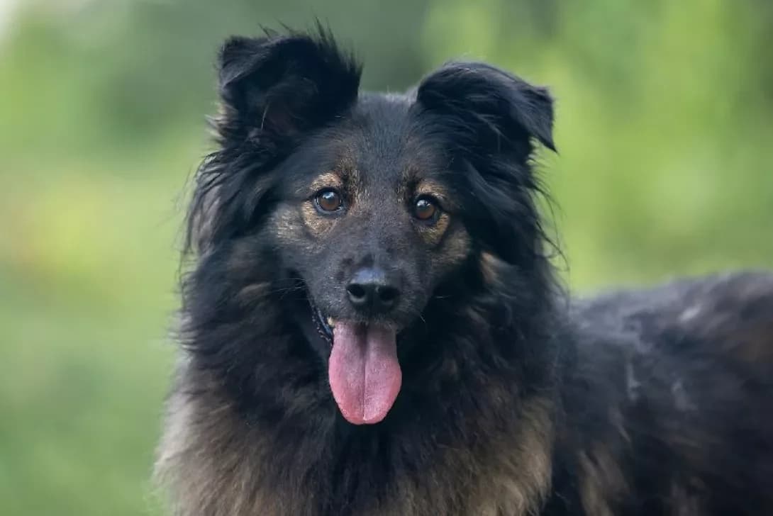 Nayka (Найка), Mixed Breed (Happy Paw Kyiv Oblast)