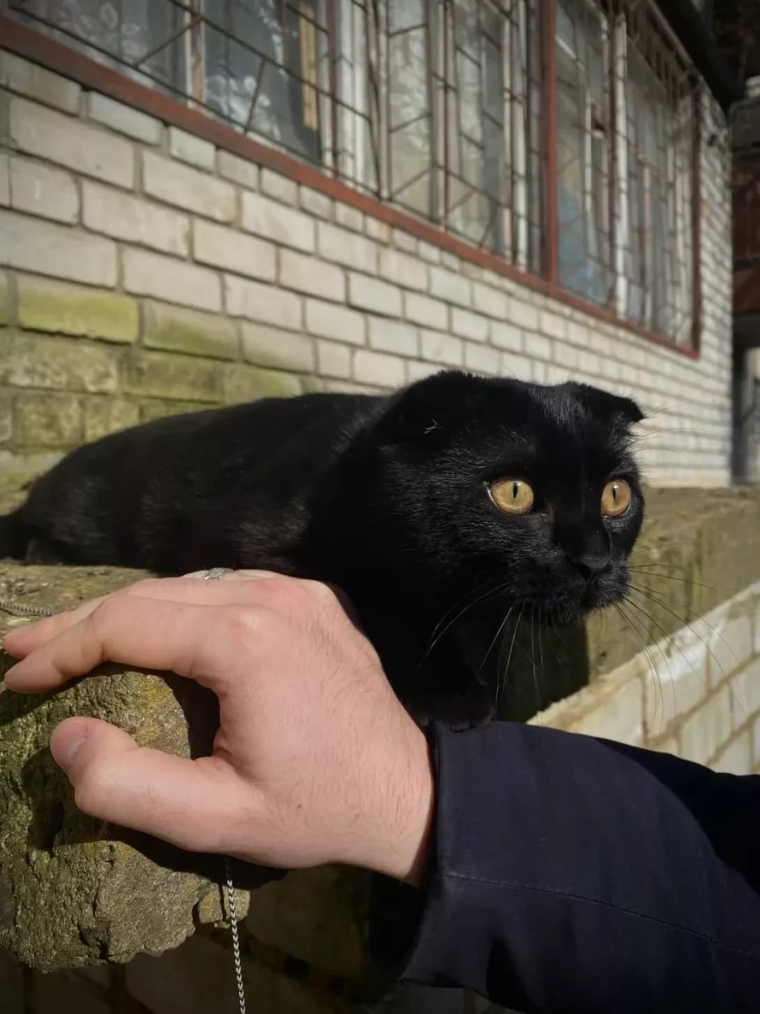 Lyutsi (Люци), male young Scottish Fold for adoption at Happy Paw Dnipro