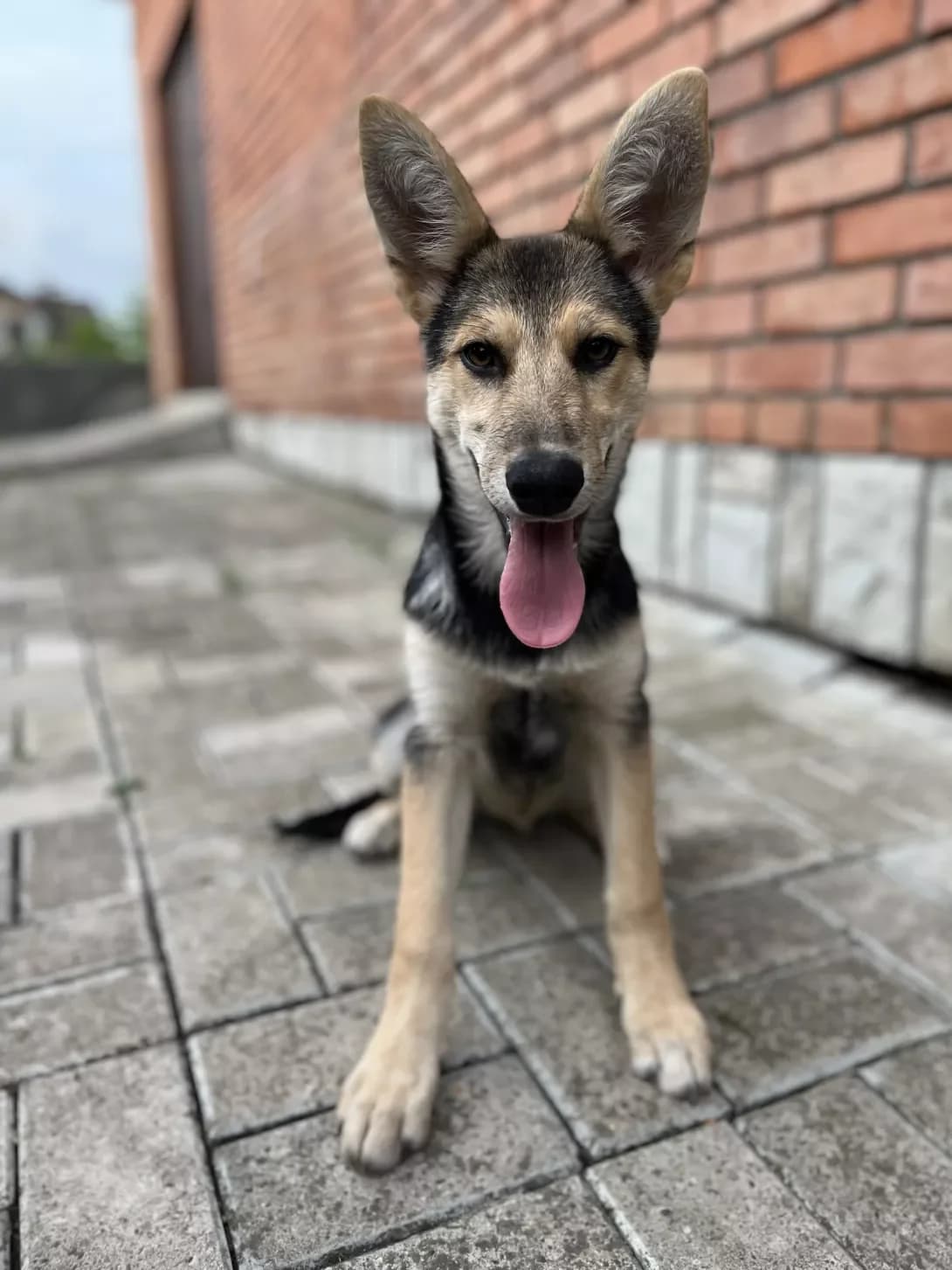 Leya (Лея), female young Mixed Breed for adoption at Happy Paw Lviv