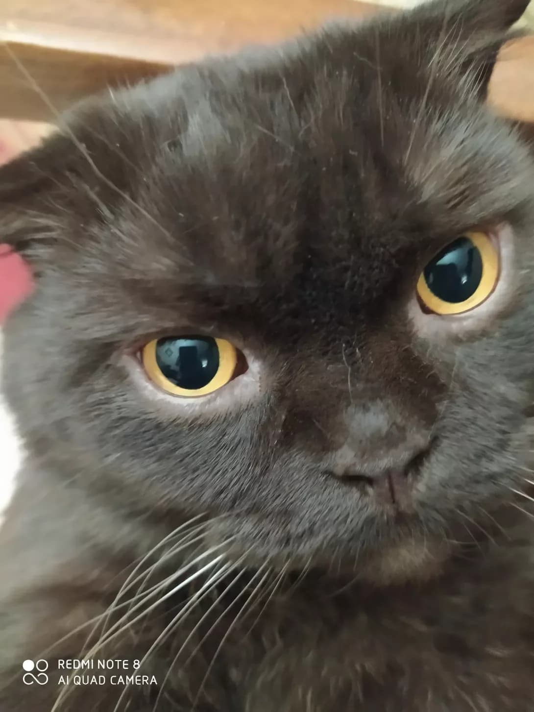 Nayk (Найк), male senior Mixed Breed for adoption at Happy Paw Donetsk Oblast