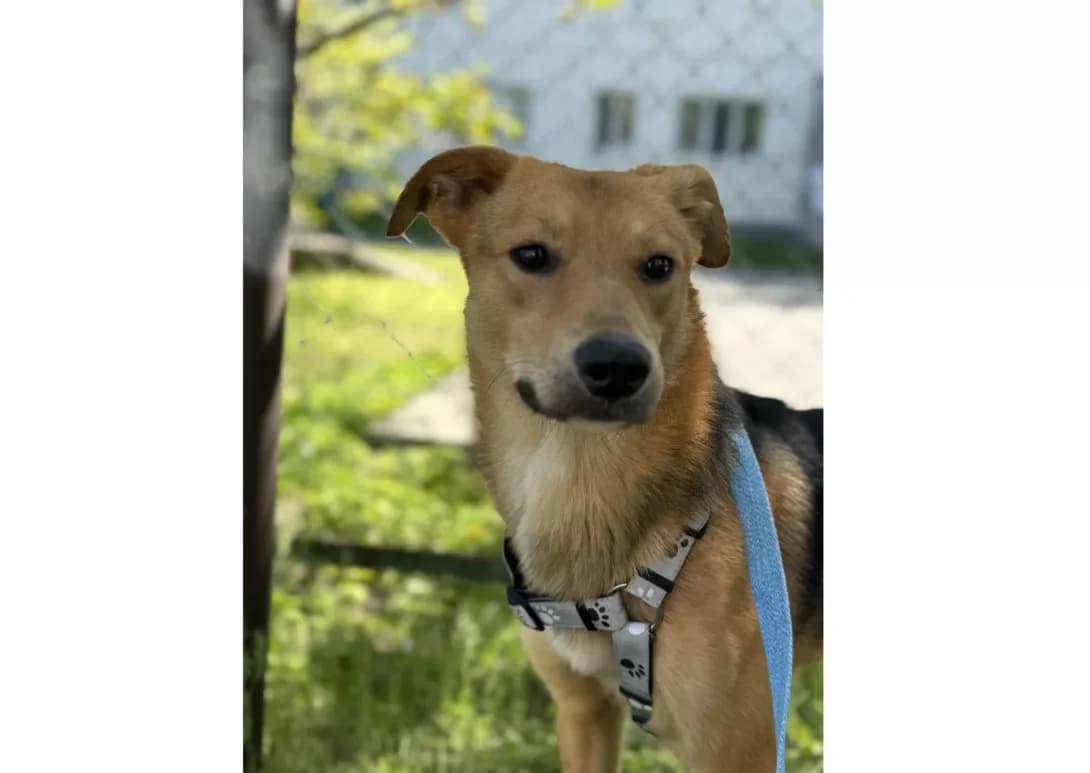 Roni (Роні), male young Mixed Breed for adoption at Happy Paw Kyiv