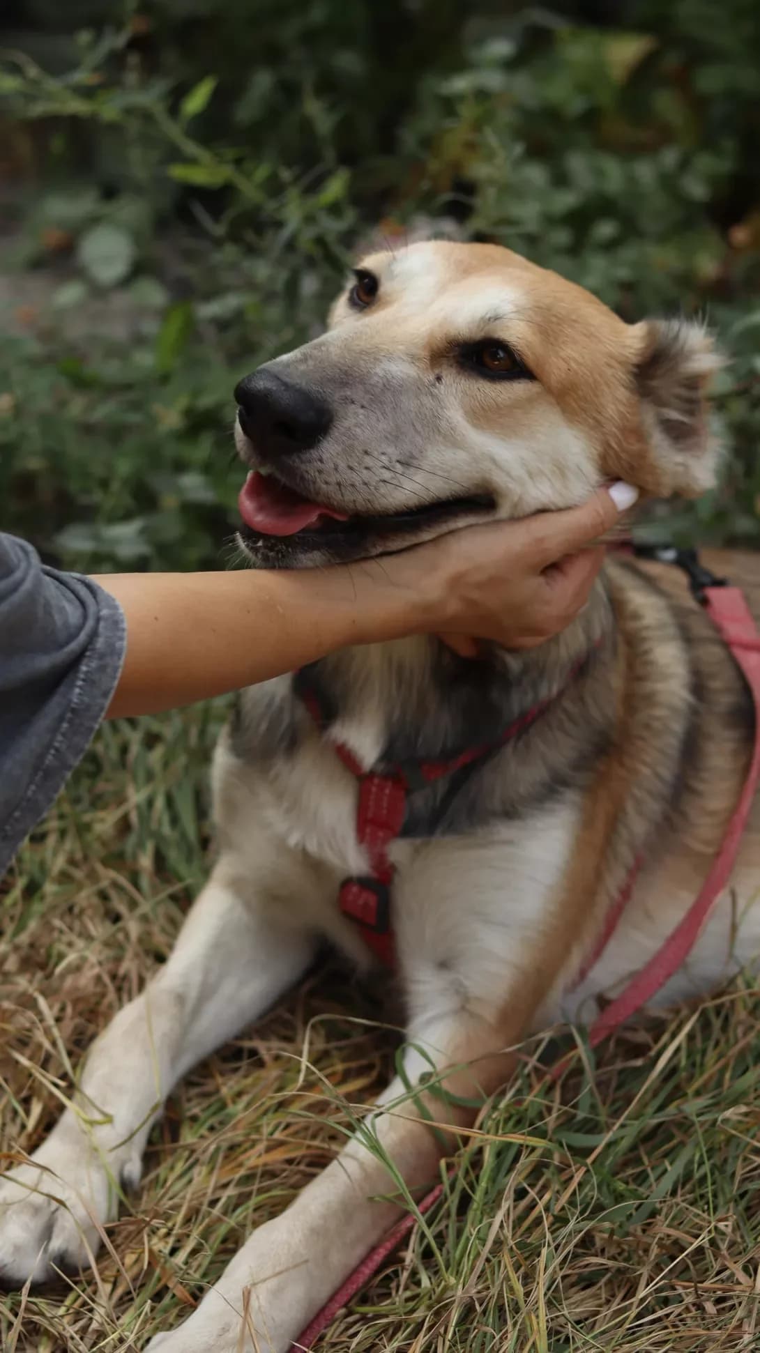 Mona (Мона), female young Mixed Breed for adoption at Happy Paw Kyiv