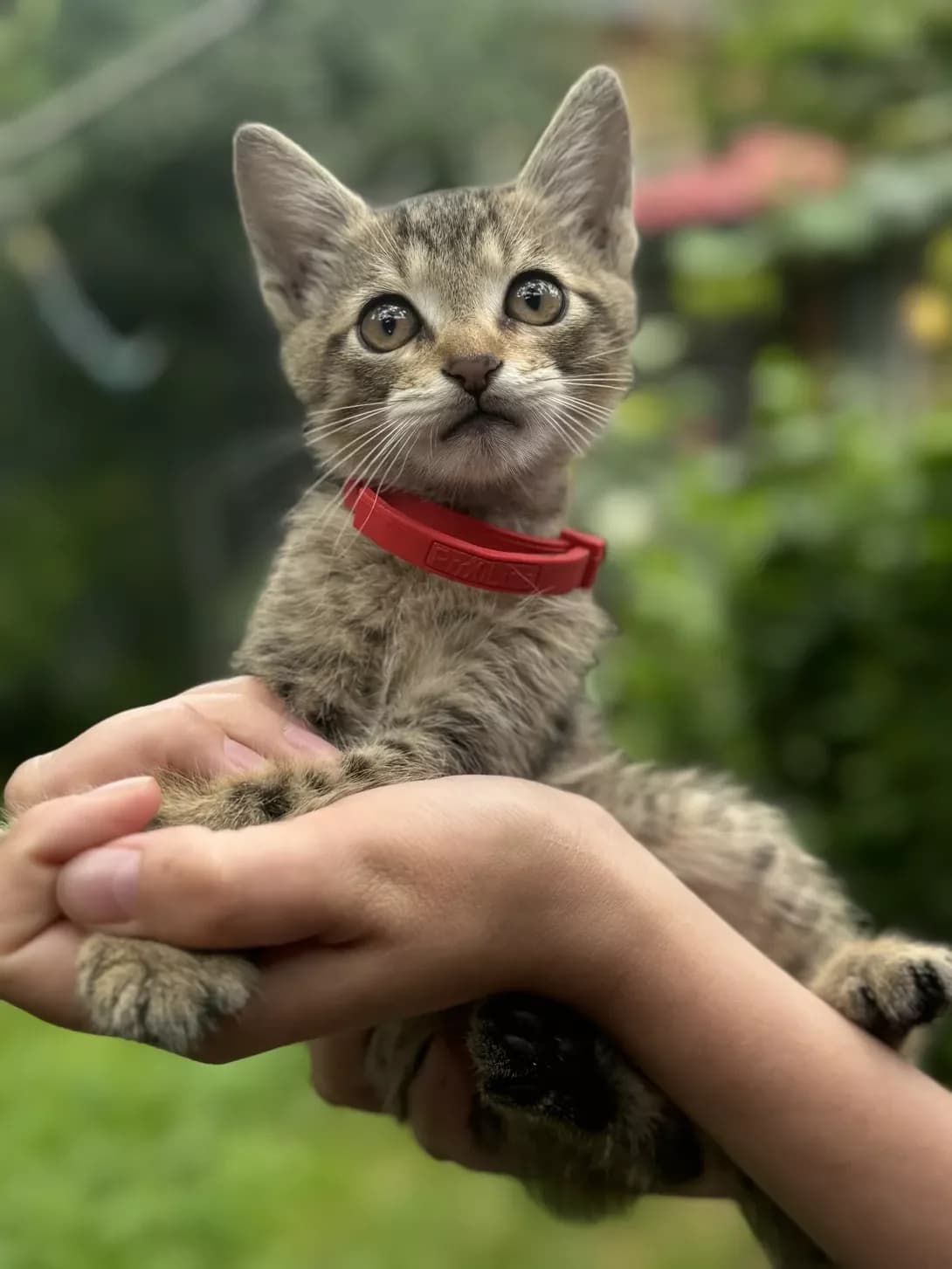 Siriy (Сірий), male young Mixed Breed for adoption at Happy Paw Zakarpattia Oblast